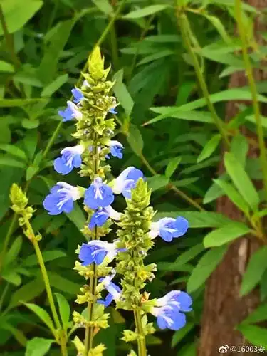 鼠尾草见过这么漂亮的老鼠尾巴么