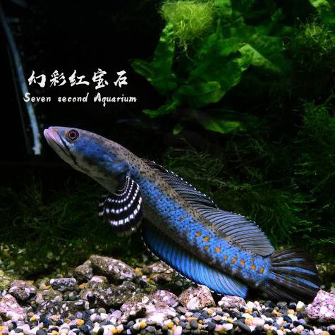 淡水观赏鱼热带鱼凶猛鱼雷龙鱼幻彩红宝石雷龙幻彩蓝宝石雷龙