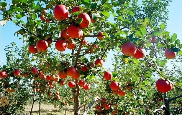 碘硒有机苹果网带你观看世界有机苹果的风头