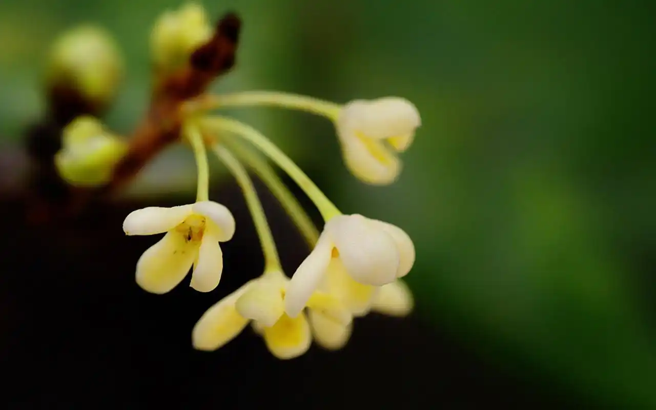 清新素雅的桂花图片桌面壁纸