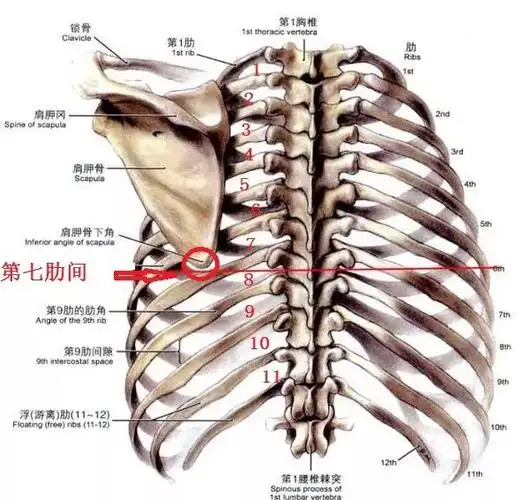 靠摸功:肩胛骨下端对应第7肋间.