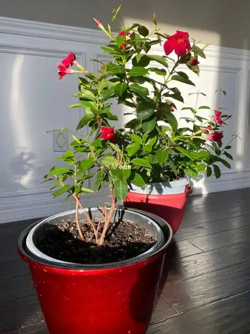 巴西茉莉静悄悄的开