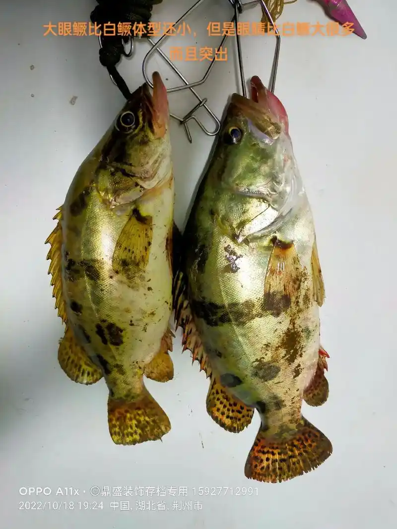 大眼鳜与白鳜的区别.#原来钓鱼才是抖音运动顶流 #出发吧伟大 - 抖音
