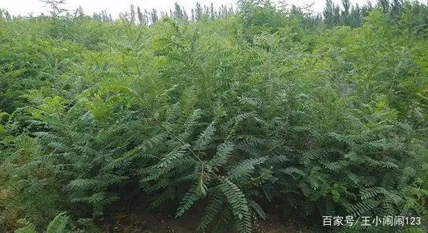 小小种子战风沙,勤工俭学之撸棉槐