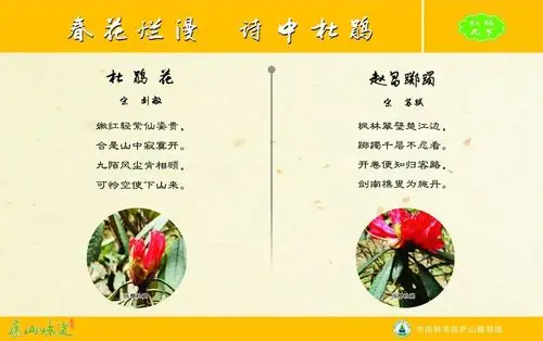 庐山天下悠:庐山植物园第五届杜鹃花节开幕啦!
