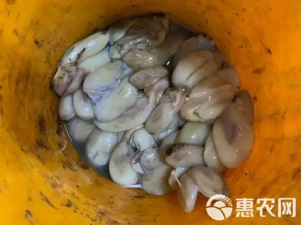 北海墨鱼卵,墨鱼蛋,红头蛋,好蛋皆有.量大价优可定制加工