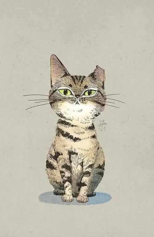猫咪 插画 little oil