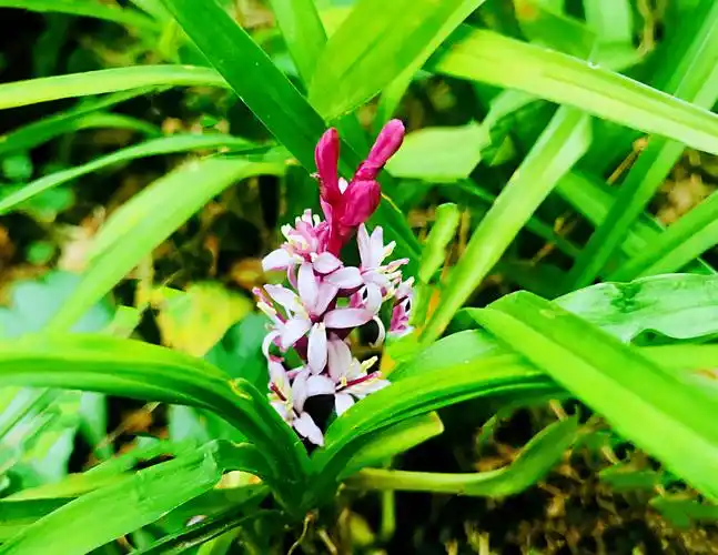 绿衣点点红吉祥草