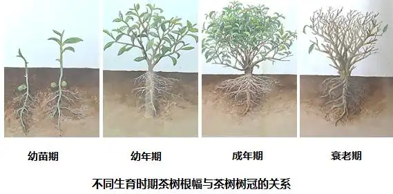 对所谓别出心裁倒吃甘蔗的疑心甘蔗头在哪树头呢