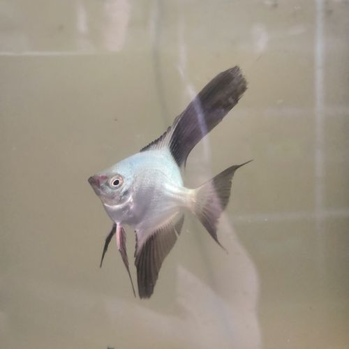 海鸥神仙鱼10条送2条价格自家繁殖热带观赏鱼翅膀神仙燕鱼立体【15天