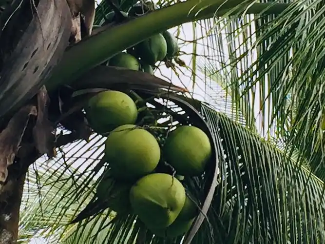 椰果累累.一棵椰子树一年要结180个左右果实.