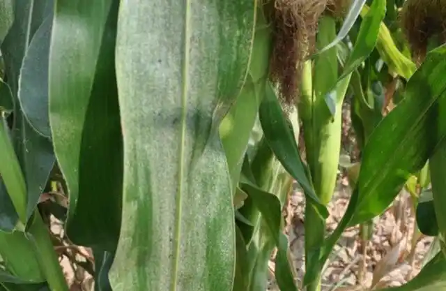 玉米红蜘蛛发生趋势,以及防治技术有哪些?