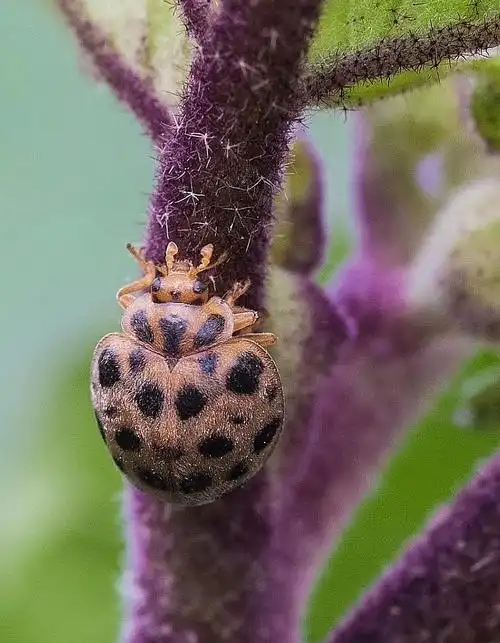 昆虫世界——二十八星瓢虫