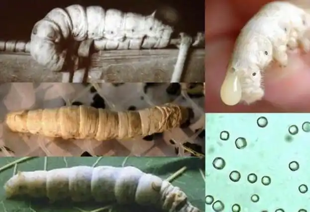 防治家蚕血液型脓病,教你5种实用且高效的方法