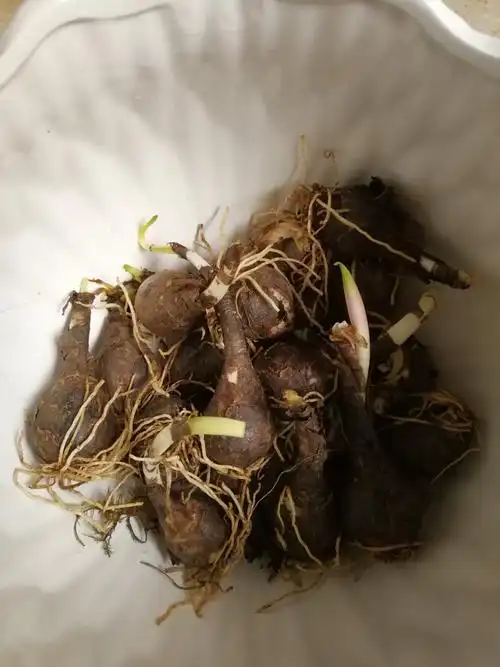 风雨兰的生长过程 四五班林志成