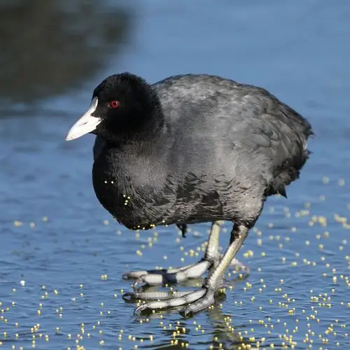 冰面上的白骨顶鸡