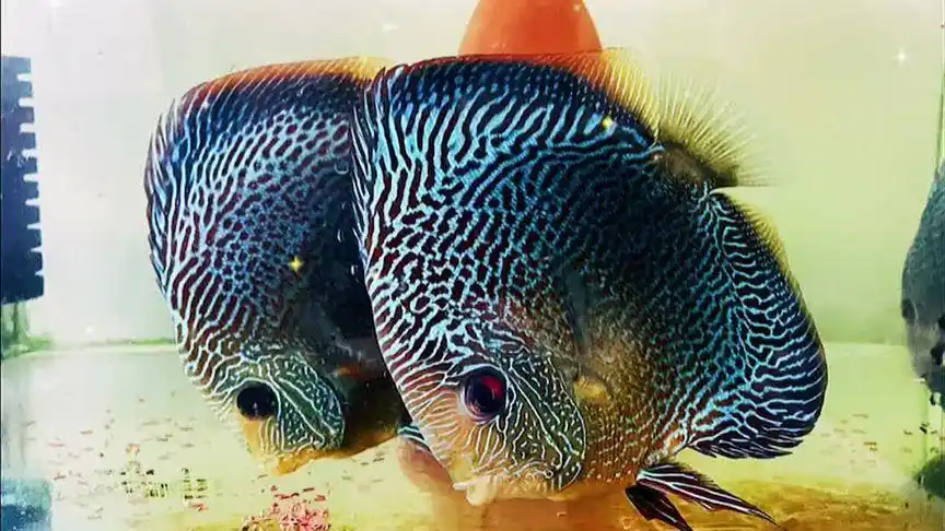 king哥七彩神仙鱼