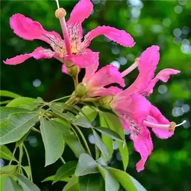 2023最新鲜艳花朵唯美风景头像_风景静物头像_我要个性网