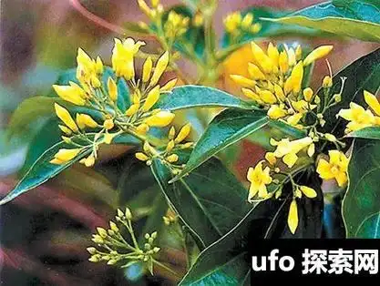 中国古代七大致命毒药 一滴就要人命【图】