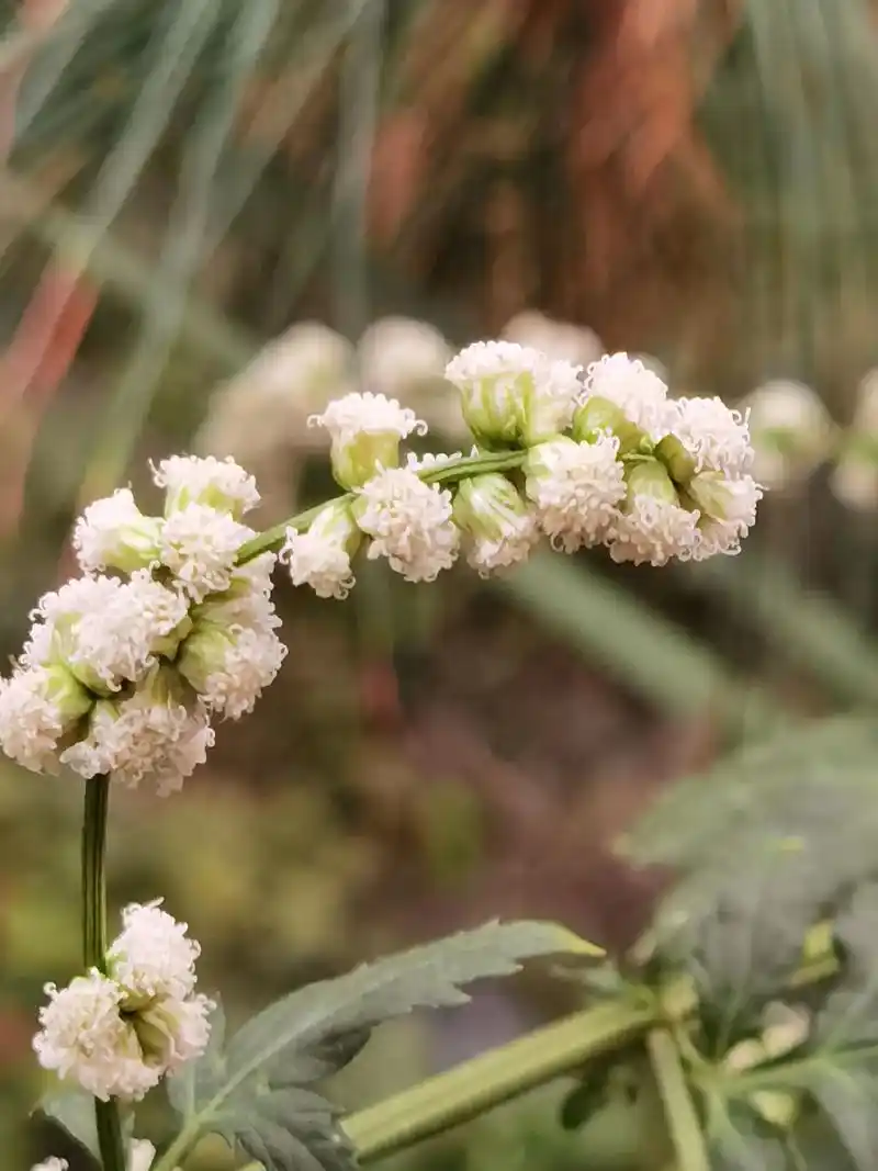 白苞蒿 别名鸭脚艾,菊科蒿属多年生草本植物.茎通常单生,直立