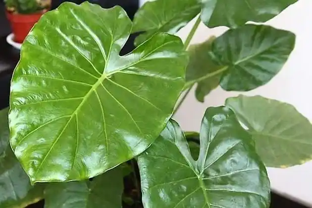 滴水观音叶子发黄怎么办这样做四季常绿