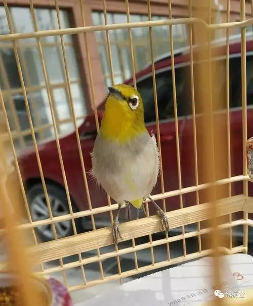 暗绿绣眼鸟选公母杂谈