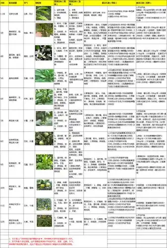阳光下的小雨回复详情-大丰收柑橘问诊在线平台
