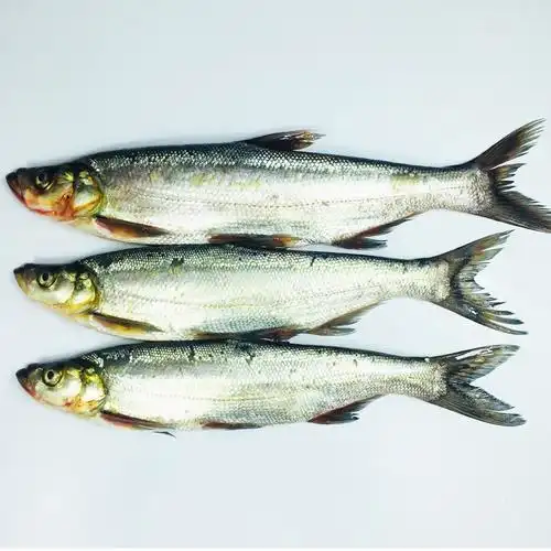 翘嘴鲌湖北丹江口特产大白刁子鱼野生现杀新鲜鲜活白鱼500g翘嘴鱼