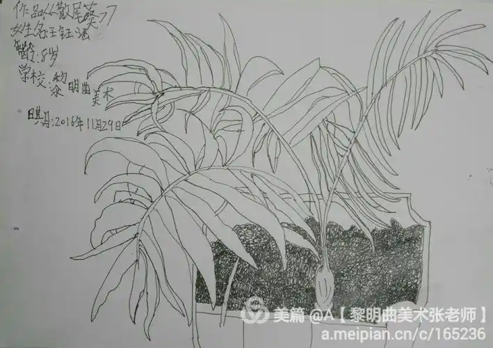 周二写生线描班作品《植物写生/散尾葵》 2016年11月29日