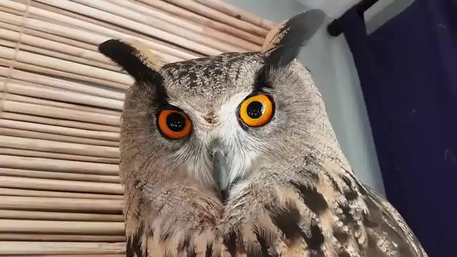搞笑的猫头鹰,在主人面前吧唧嘴要吃的:我饿了,你懂的!