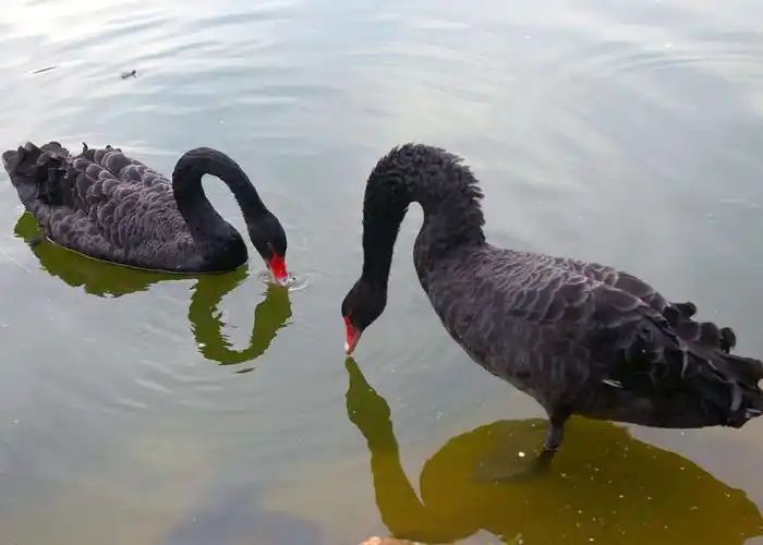 哪里有黑天鹅养殖场齐全永州天鹅养殖场