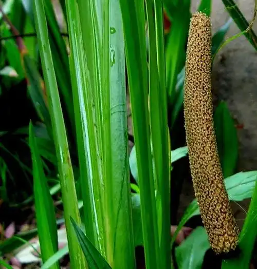 菖蒲主治癫阐风疾,喉痹肿痛,鼓胀(食积,气积,或血积)肺损吐血