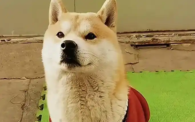 [搞笑动物]满级动物行为