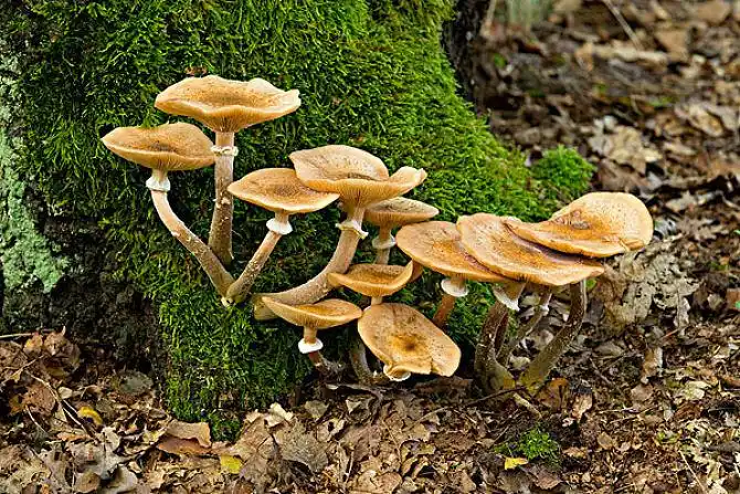 菌类图片_图片大全