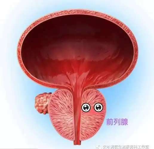 2020父亲节特别献礼认识人体器官前列腺1