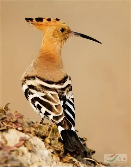 头上有冠身上有一段是黑白条纹这是什么鸟最好有图