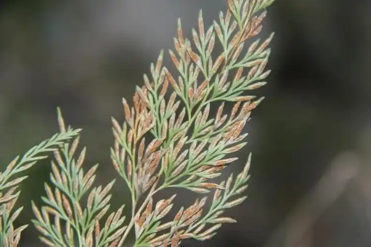 庆元植物647中国蕨科金粉蕨属野雉尾金粉蕨