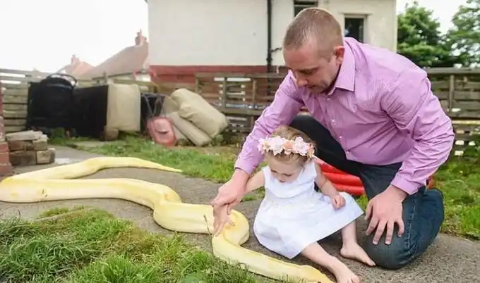 2岁女童拥抱亲吻黄金蟒 家中养19条蛇_高清图集_新浪网