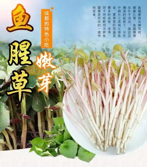 鱼腥草新鲜嫩芽折耳根红粉芽叶农家蔬菜 1500克【图片 价格 品牌 报价
