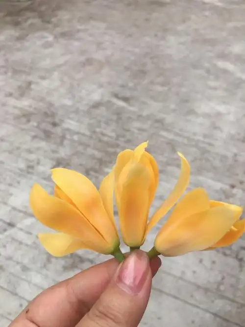 第一次见黄兰,花又香瓣又宽,优秀