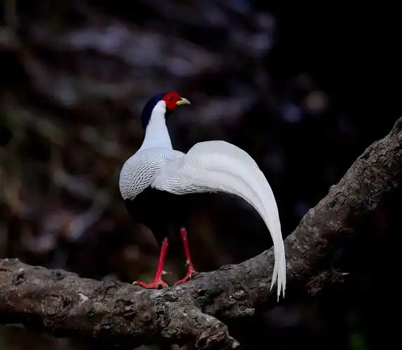 白鹇——国家二级保护动物.摄影:牛哥.(2021,01,11)制作