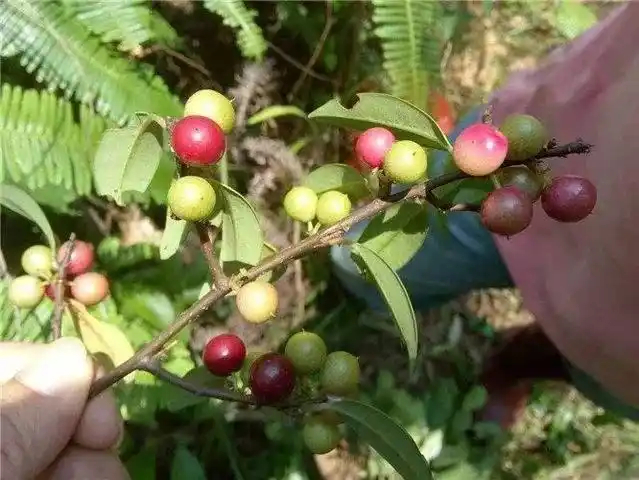 原创野外一种酸果子汁水多很解渴口感像李子名叫酸藤子