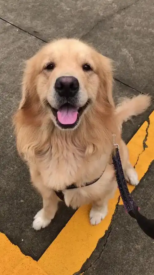 金毛 萌宠 今日份微笑99嘿,是心动啊,糟糕,眼神躲不掉,对你莫名的