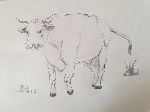 黄牛速写