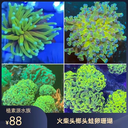火柴头榔头蛙卵花瓶珊瑚荧光绿分支印尼海缸软体lps针叶珊瑚合集