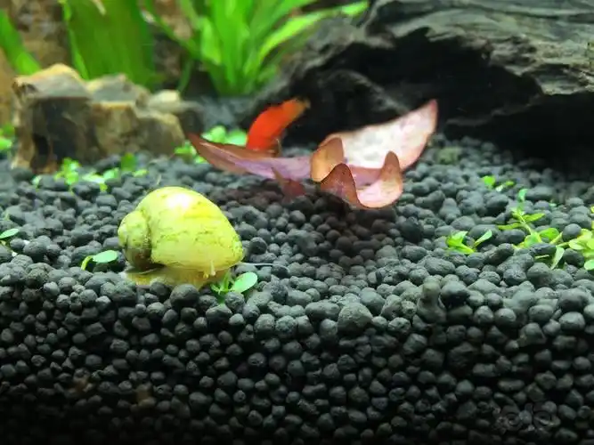 黄金螺吃草怎么办