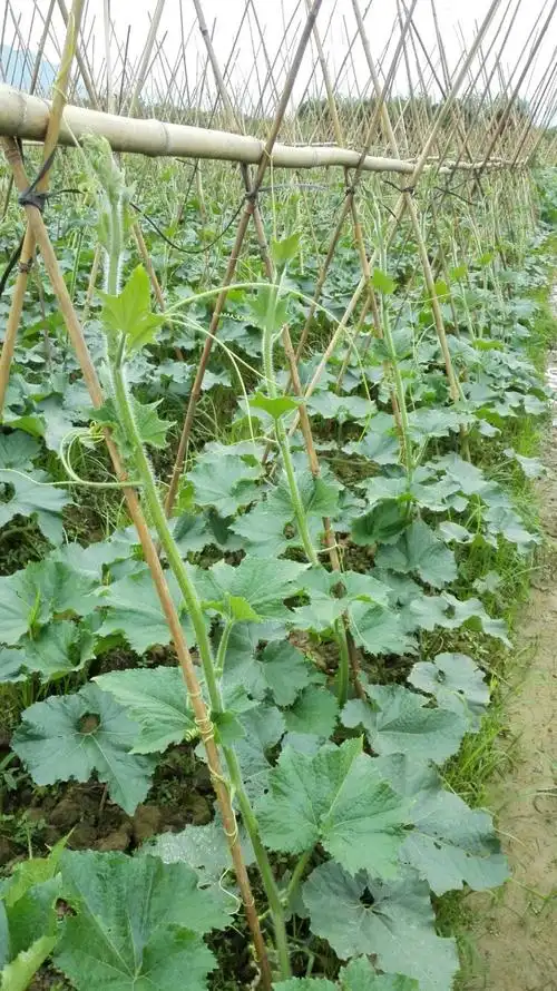 冬瓜是这样长成的