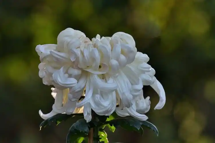 各种形态的菊花