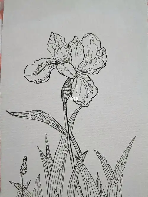 鸢尾花线描
