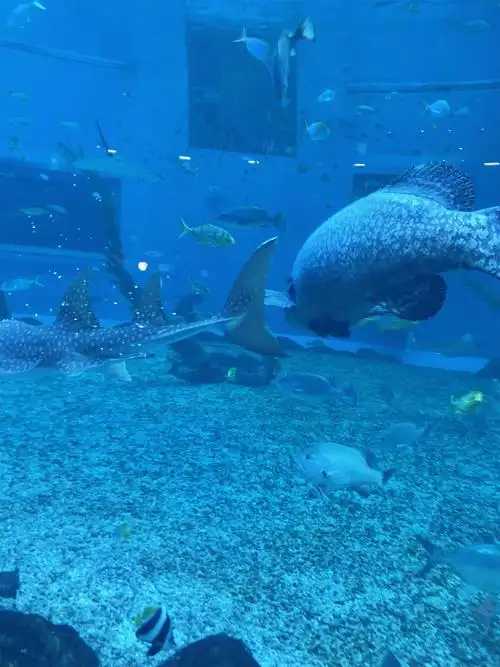 海昌海洋公园攻略 山东日照海边哪里好玩 - 旅游攻略 - 慧达导航